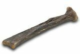Fossil Raptor (Anzu wyliei) Tibia from Right Leg - Montana #379505-3